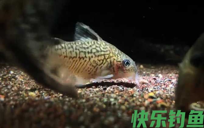 鼠鱼水温多少度合适