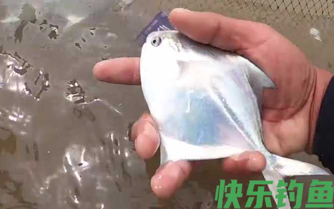 银鲳鱼和白鲳鱼有什么区别