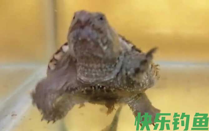 佛罗里达鳄龟是什么龟
