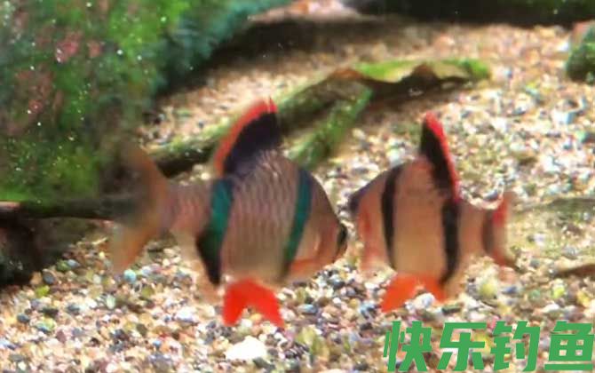 虎皮鱼和孔雀鱼能一起养吗