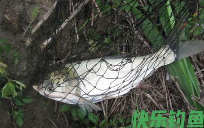 江鲢是什么鱼