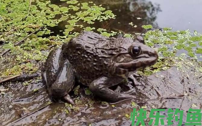 田鸡和牛蛙的区别