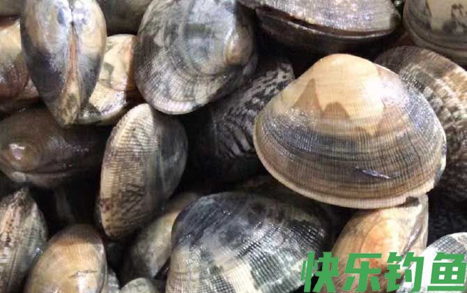 花甲价格多少钱一斤