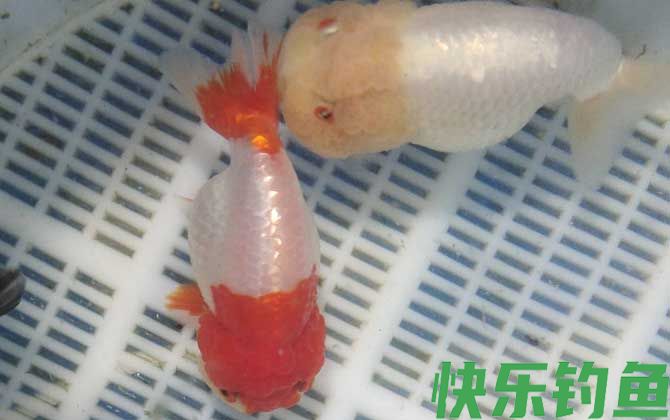金鱼几天喂一次食最好