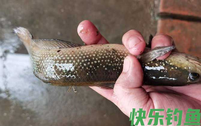 七星鱼一年产卵几次