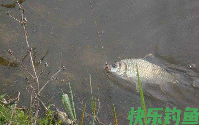 鲫鱼价格多少钱一斤