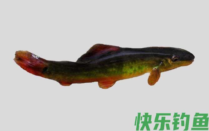 大眼高原鳅是什么鱼