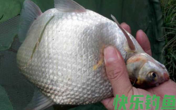 鳊花鱼是什么鱼