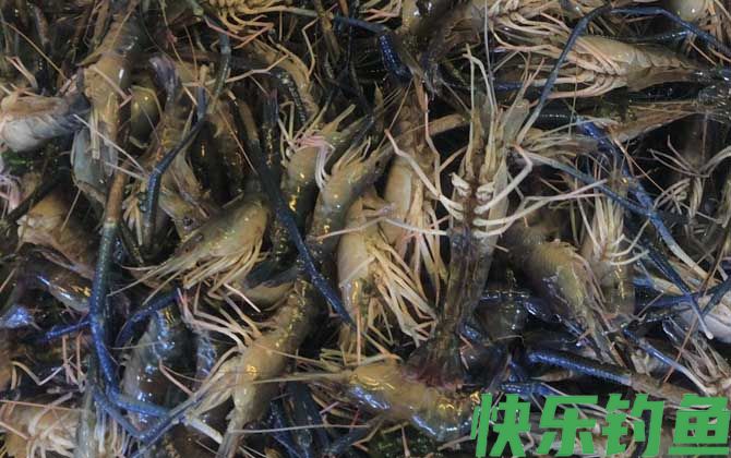 金钱虾是什么虾