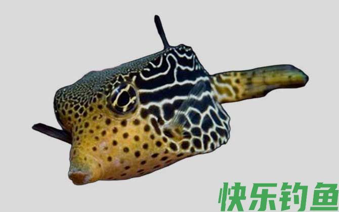 吻鼻箱鲀是什么鱼