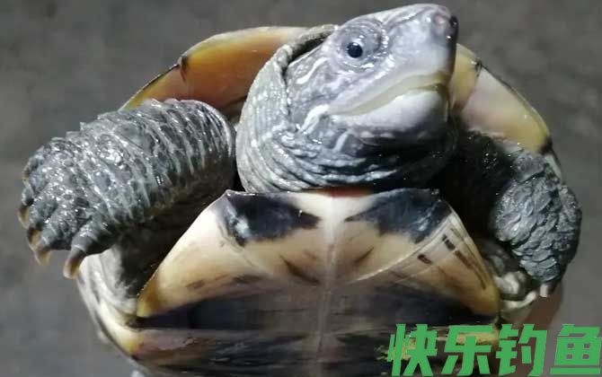 墨龟是什么龟