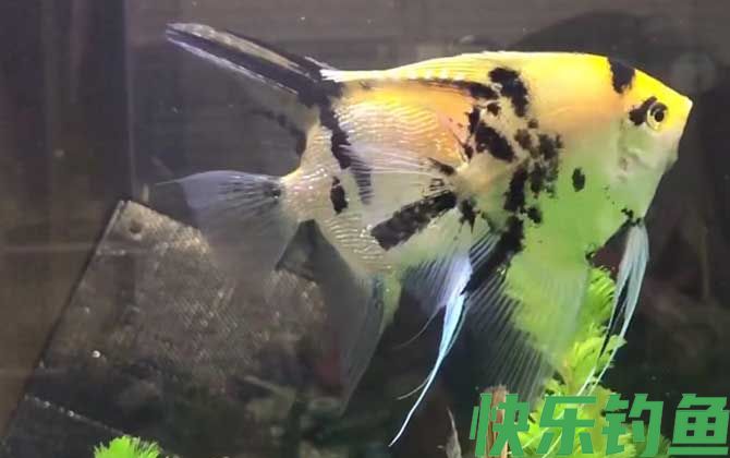 燕鱼和神仙鱼的区别