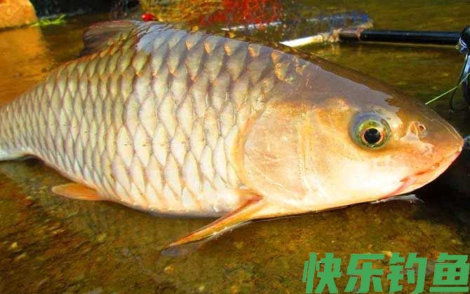 军鱼吃什么食物
