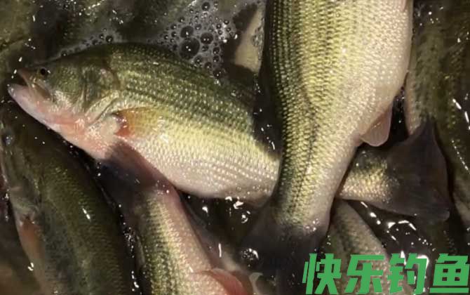 淡水鲈鱼吃蚯蚓吗