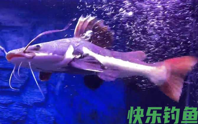 招财猫鱼的天敌是什么