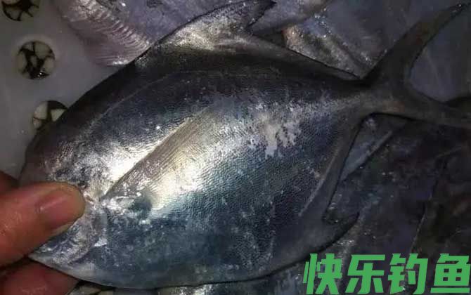 黑鲳鱼刺多吗
