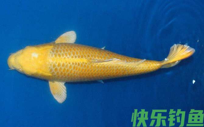 锦鲤鱼身发白是怎么回事