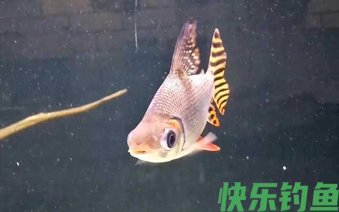飞凤鱼是什么鱼