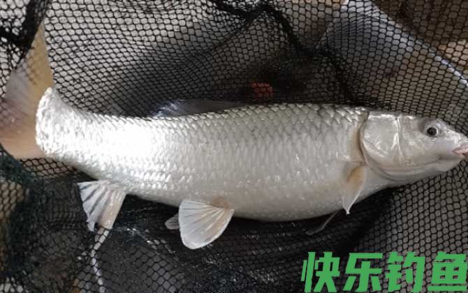 麦鲮鱼是麦穗鱼吗
