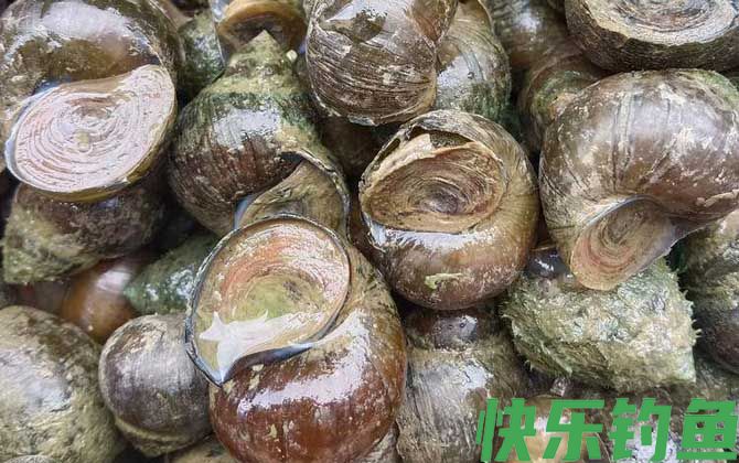 河里的田螺能吃吗