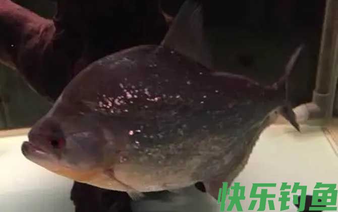 食人鲳和食人鱼谁厉害