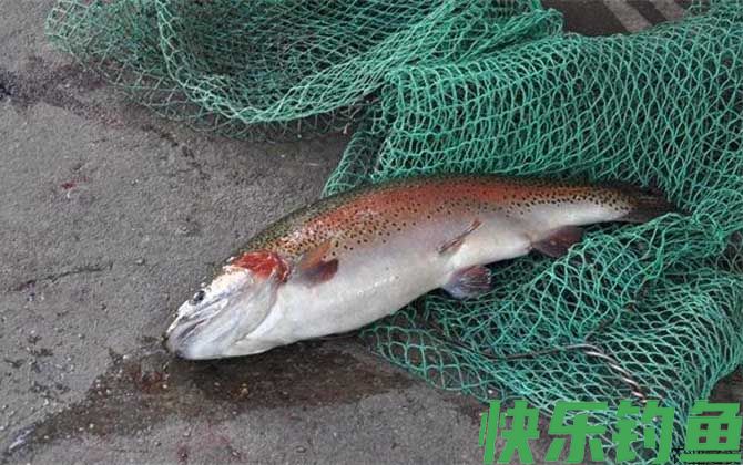虹鳟鱼养殖技术