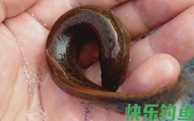 自己抓的泥鳅怎么养