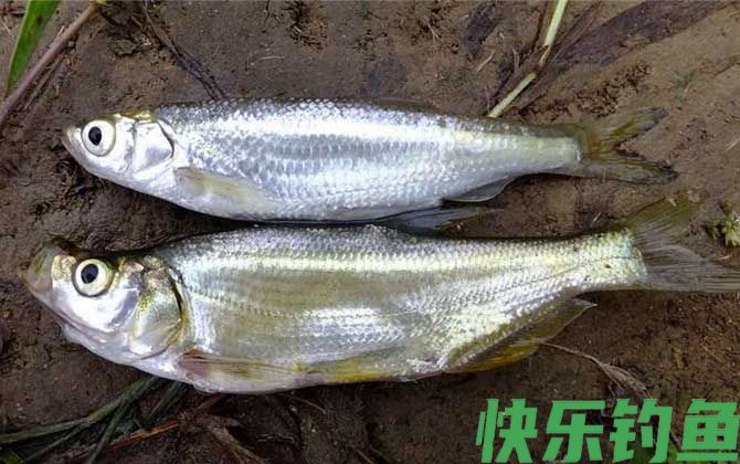 白条鱼是什么鱼