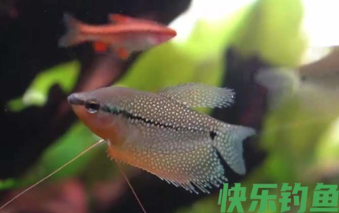 马甲鱼是什么鱼