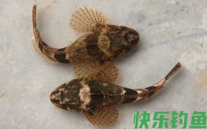 松江鲈鱼是什么鱼