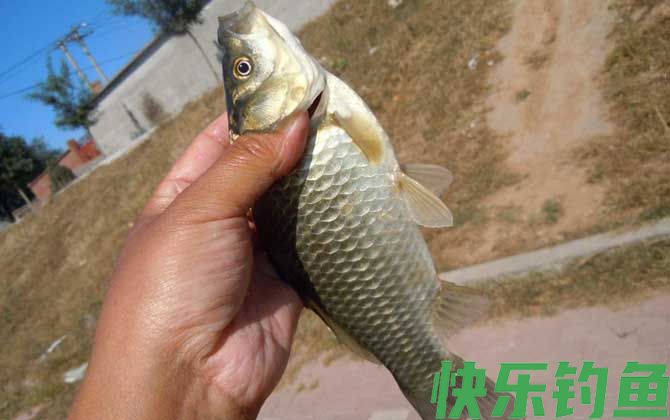钓鲫鱼怎样选择浮漂(图4)