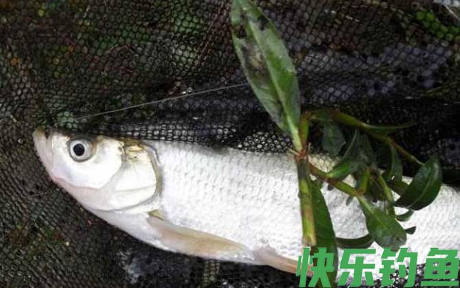黑坑钓翘嘴用多大线组(图1)