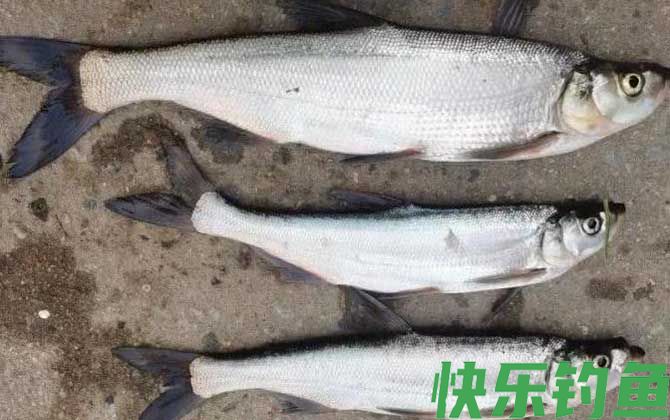 黑坑钓翘嘴用多大线组(图2)