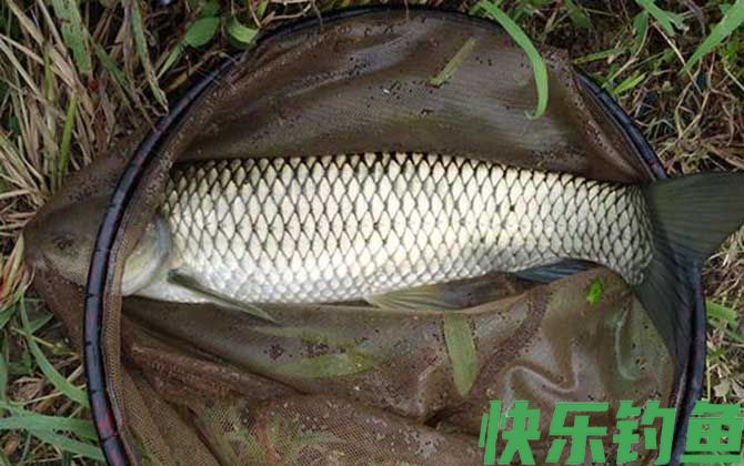 6号白狐钩适合钓什么鱼(图4)