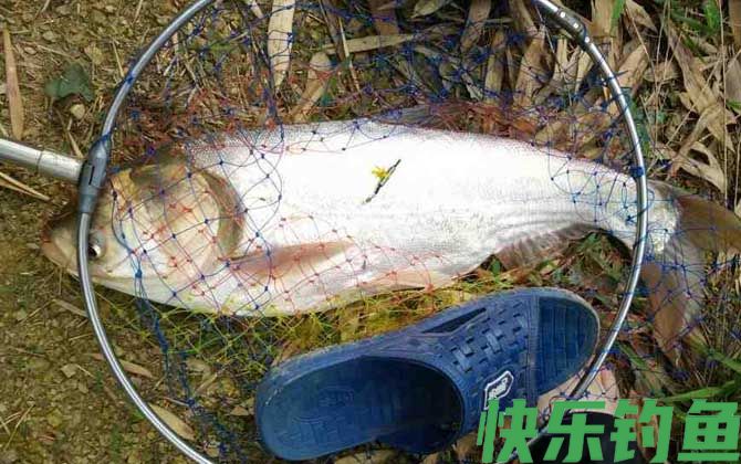 钓鲢鱼用什么漂最好(图2)