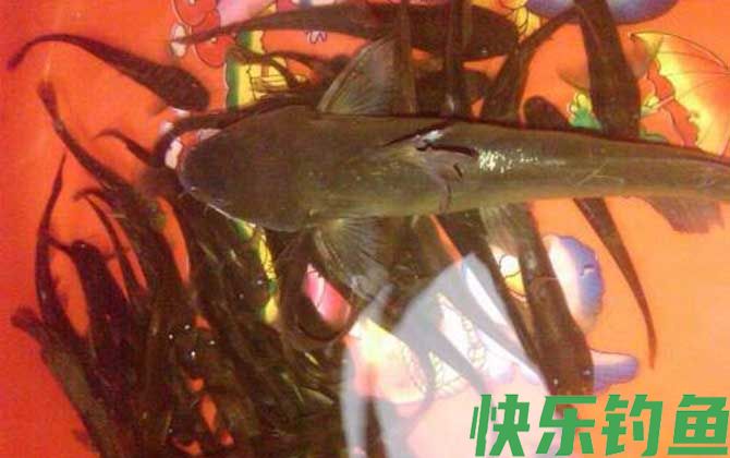 钓黄颡鱼用什么钓具(图3)