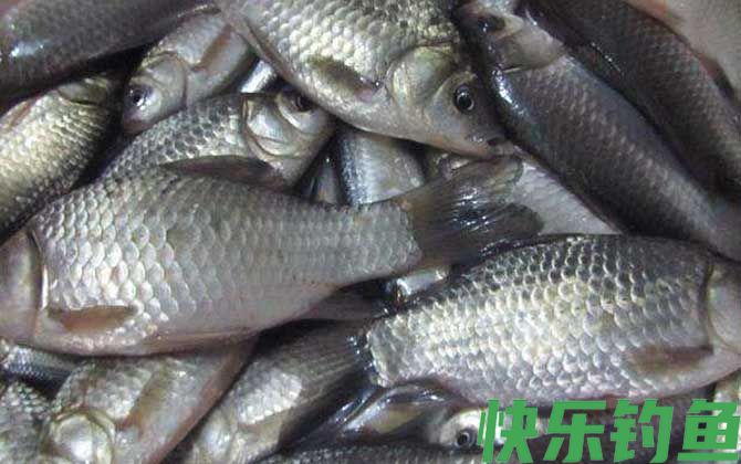 6号袖钩适合钓什么鱼(图1)