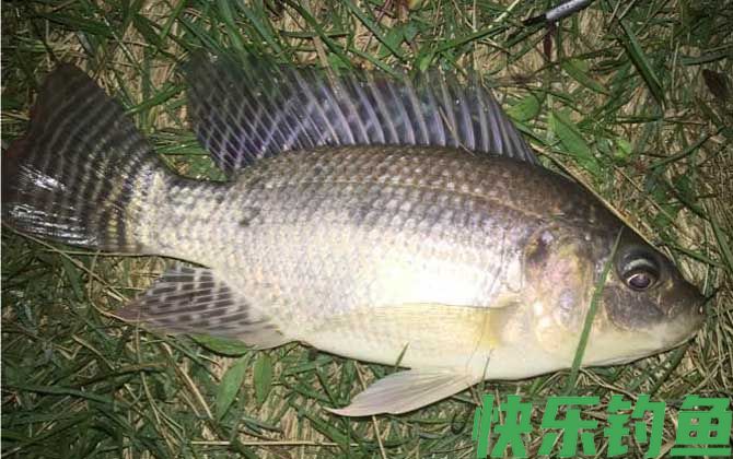 夜钓用夜光漂好还是夜钓灯好(图4)