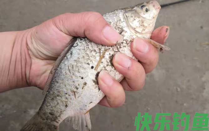 秋钓鲫鱼线组怎么搭配(图3)