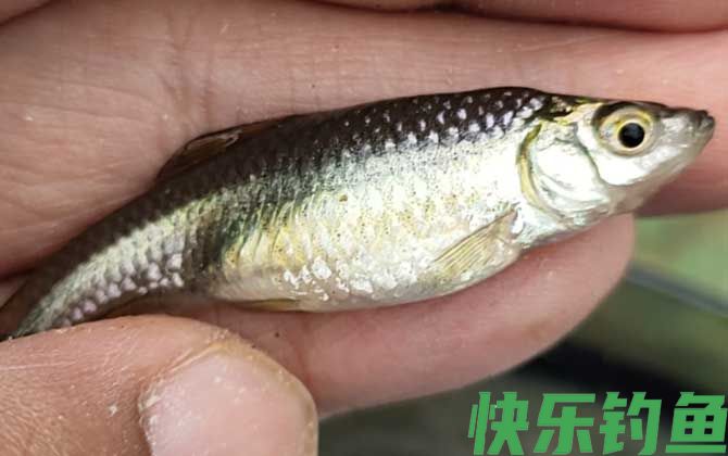 钓麦穗鱼用几号袖钩合适(图3)