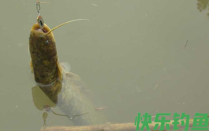 钓鲶鱼用手竿好还是用海竿好(图1)