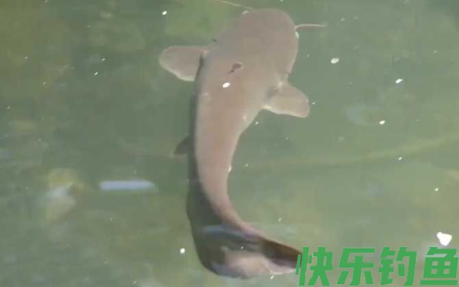 钓鲶鱼用手竿好还是用海竿好(图4)