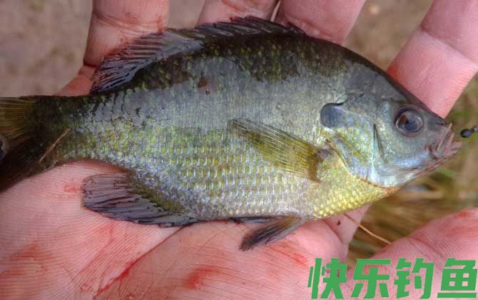 钓太阳鱼用多大的鱼钩(图1)