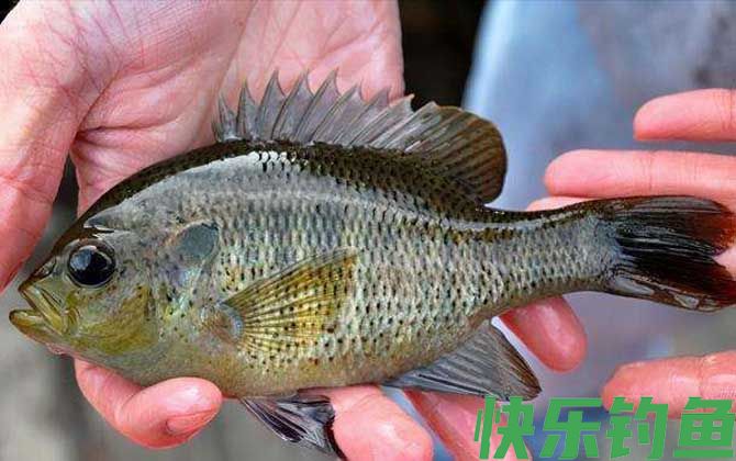 钓太阳鱼用多大的鱼钩(图4)