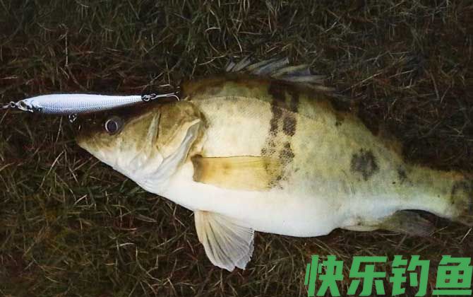 路亚鳜鱼用什么钩比较好(图2)