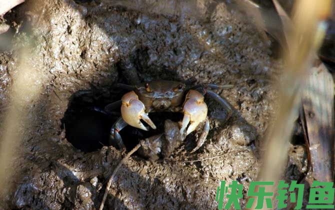 钓螃蟹用什么工具(图3)
