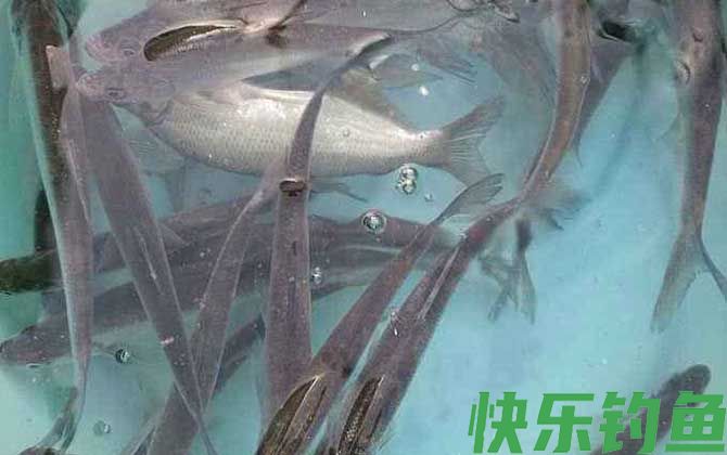 钓白条鱼用几号钩最好(图2)