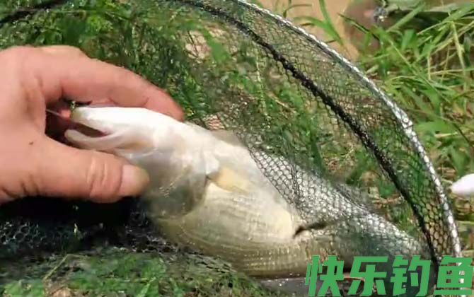 路亚鲈鱼用什么路亚竿(图3)