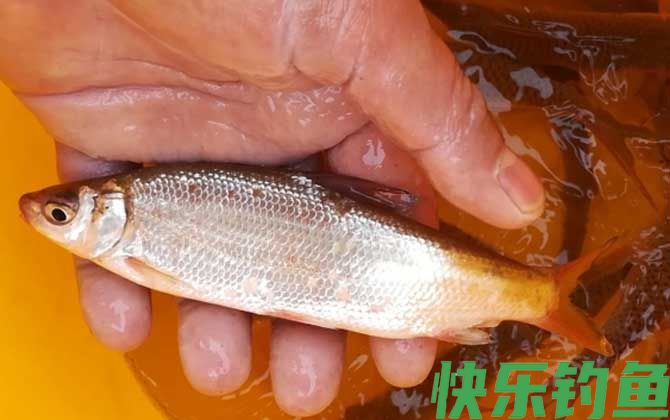 钓黄尾鱼用几号钩几号线几号漂(图2)