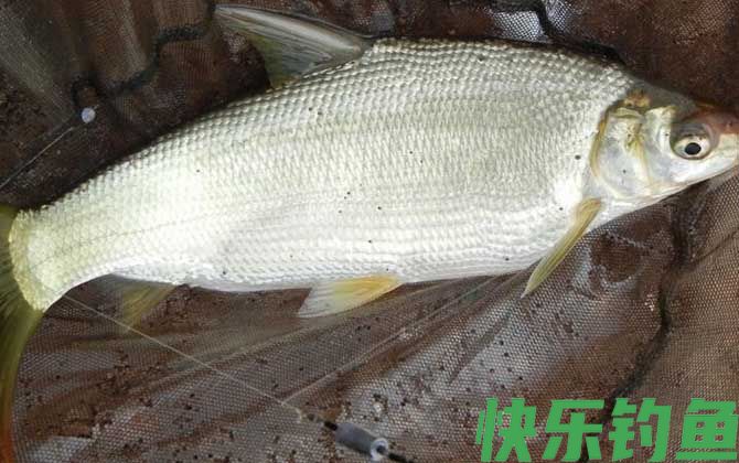 钓黄尾鱼用几号钩几号线几号漂(图5)